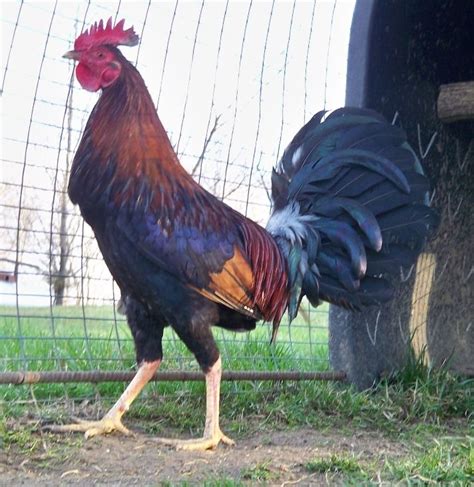 The Best Claret Gamefowl Breeders In The Philippines.